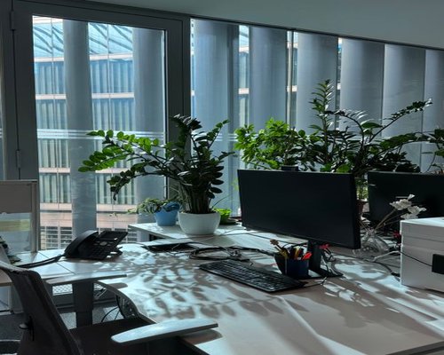 A calm office desk setting in Warsaw with plants and natural light